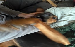 Mixed Breed dogs for sale: 2 year old, mix breed male, Ted  - Image 2