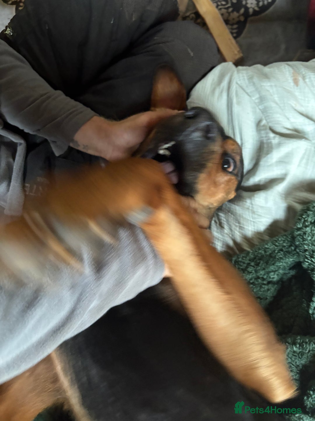 Mixed Breed dogs for sale: 2 year old, mix breed male, Ted  - Image 2