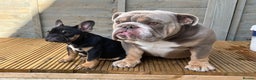 English Bulldog dogs for stud: Mister kylo in Southampton - Advert 2