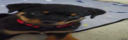 Rottweiler dogs for sale: Male Rottweiler 15wks - Advert 4