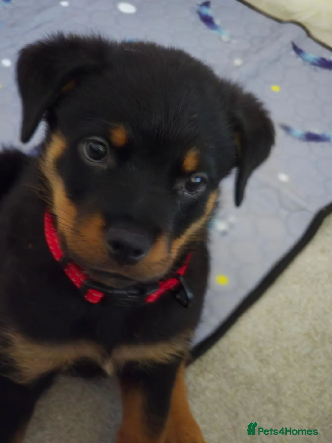 Rottweiler dogs for sale: Male Rottweiler 15wks - Advert 4