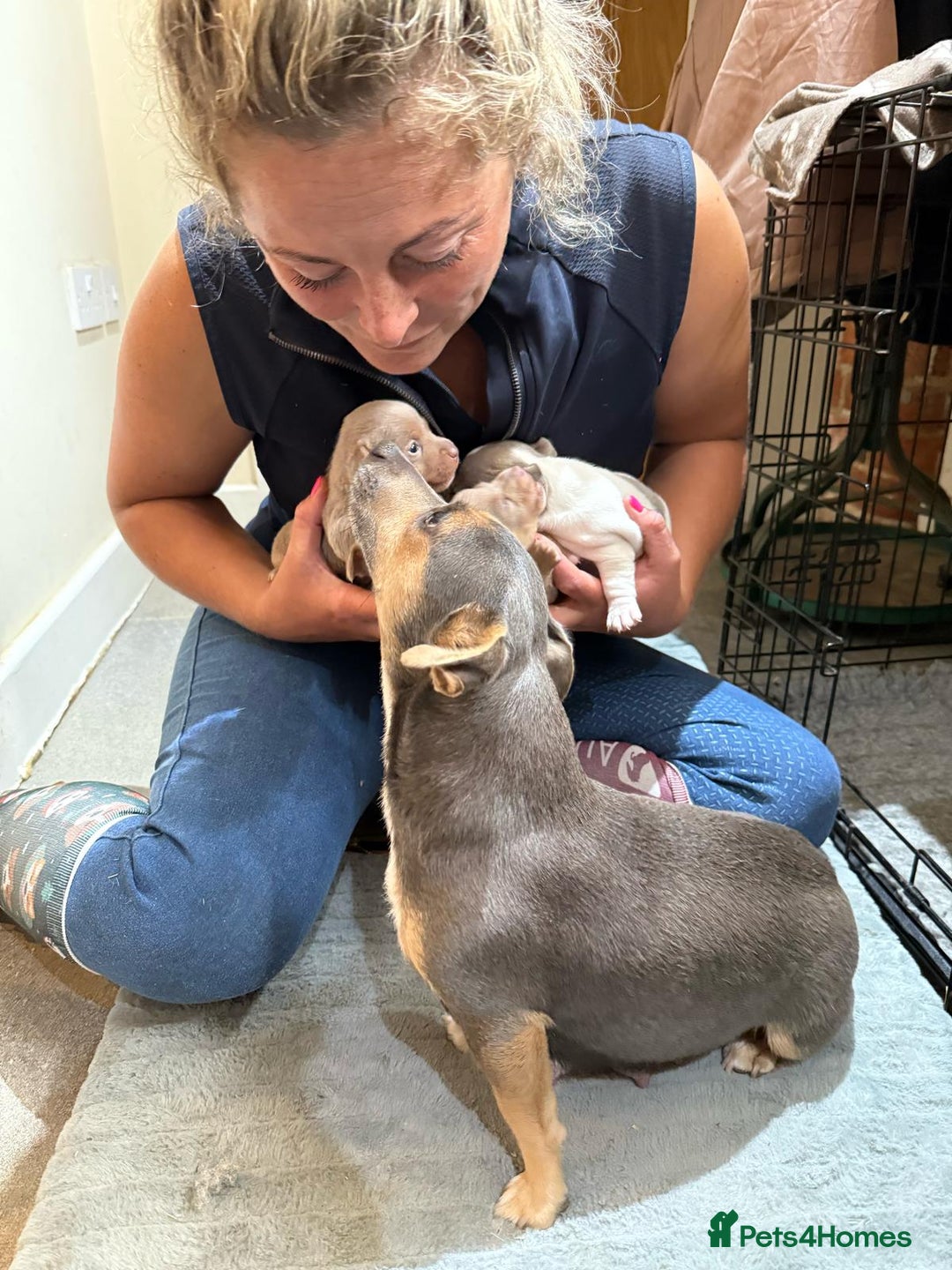 Jack Russell dogs for sale: Rare lilac and tan miniature jack russels  - Image 17
