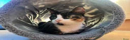 Mixed Breed cats for sale: Female calico - Advert 3