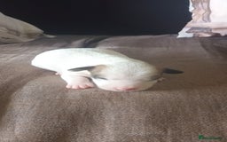 Jack Russell dogs for sale: Jack Russell Terriers - Image 15