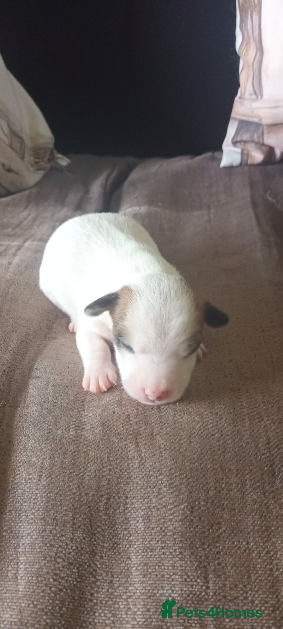Jack Russell dogs for sale: Jack Russell Terriers - Image 15