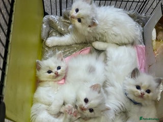 Ragdoll cats Pure Ragdoll kittens, ready 20th December - Advert 18