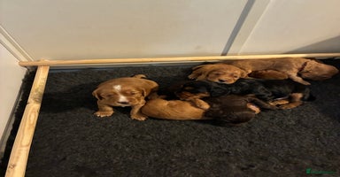 Cocker Spaniel dogs - Advert 3