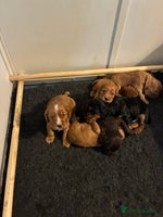 Cocker Spaniel dogs - Advert 6