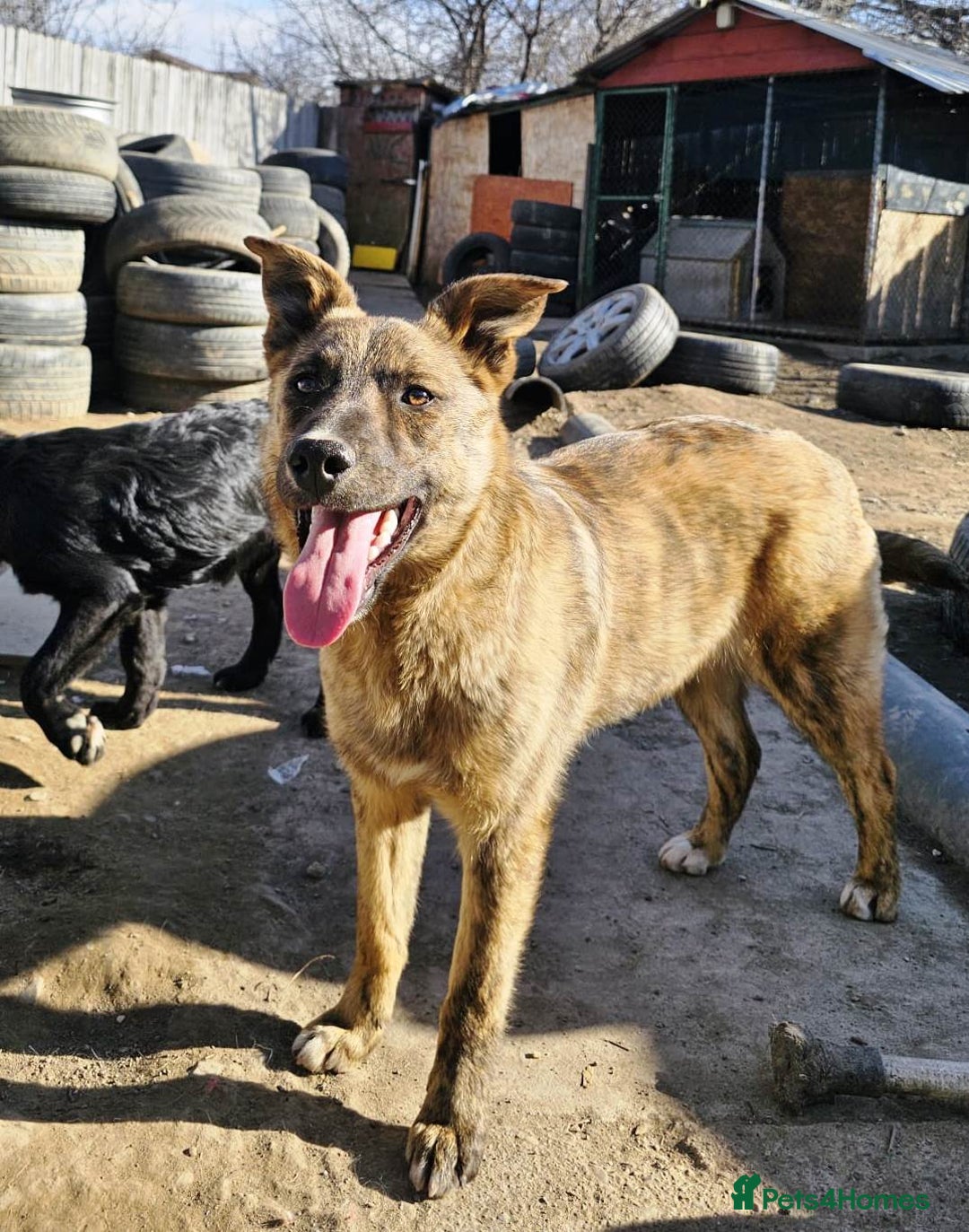 Mixed Breed dogs for adoption: PEPPER - a superb, gentle boy, for a Loving Home - Image 2