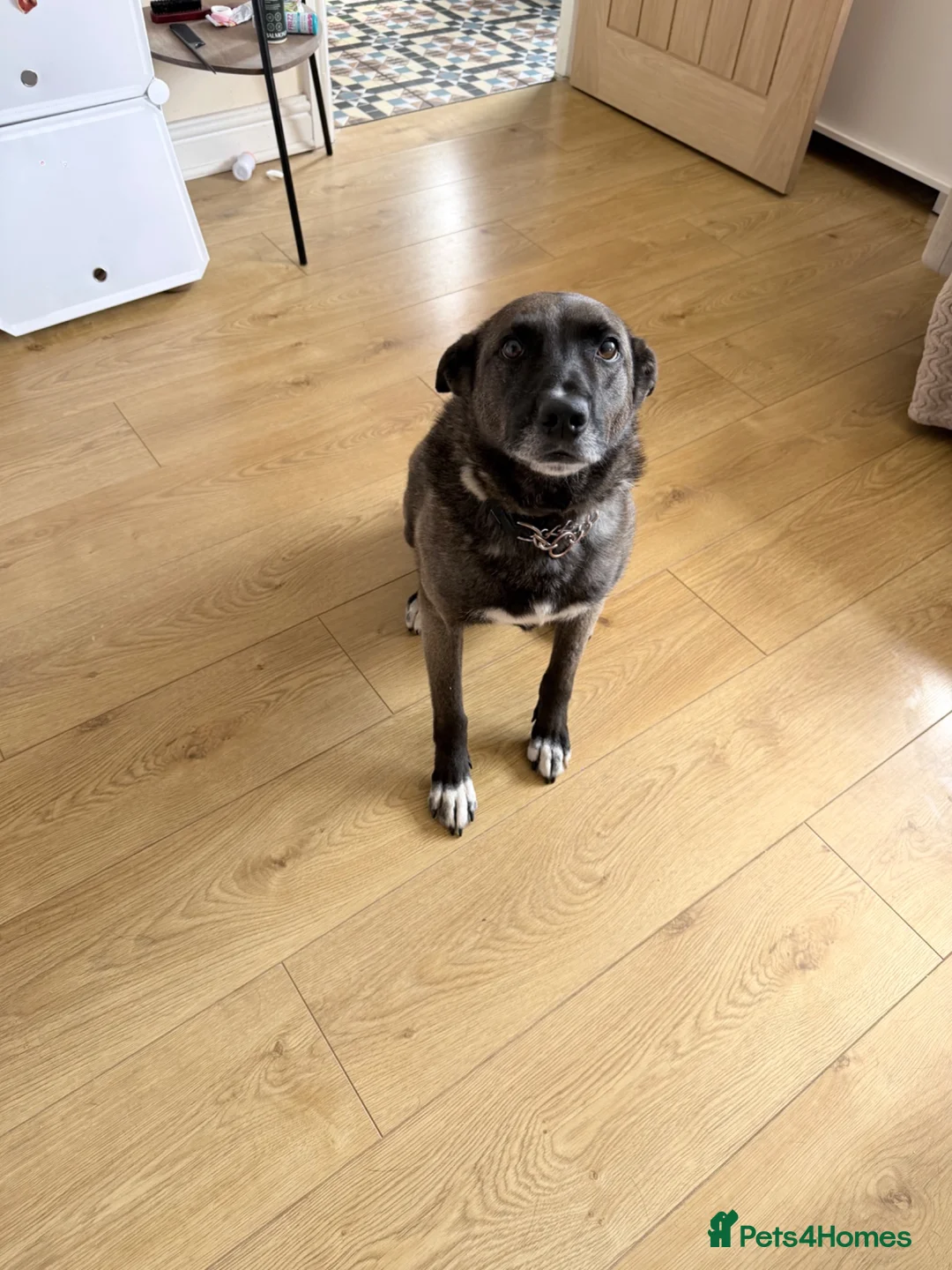 Mixed Breed dogs for sale: Romanian rescue  - Advert 2