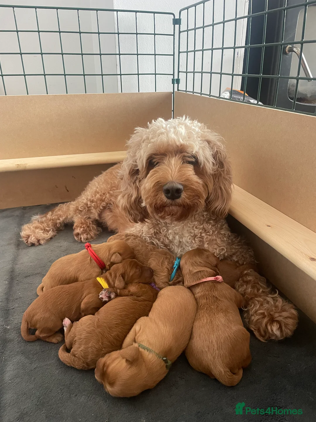 Cavapoo dogs for sale: Exceptional Cavapoo Puppies - Ruby & Apricot - Advert 2