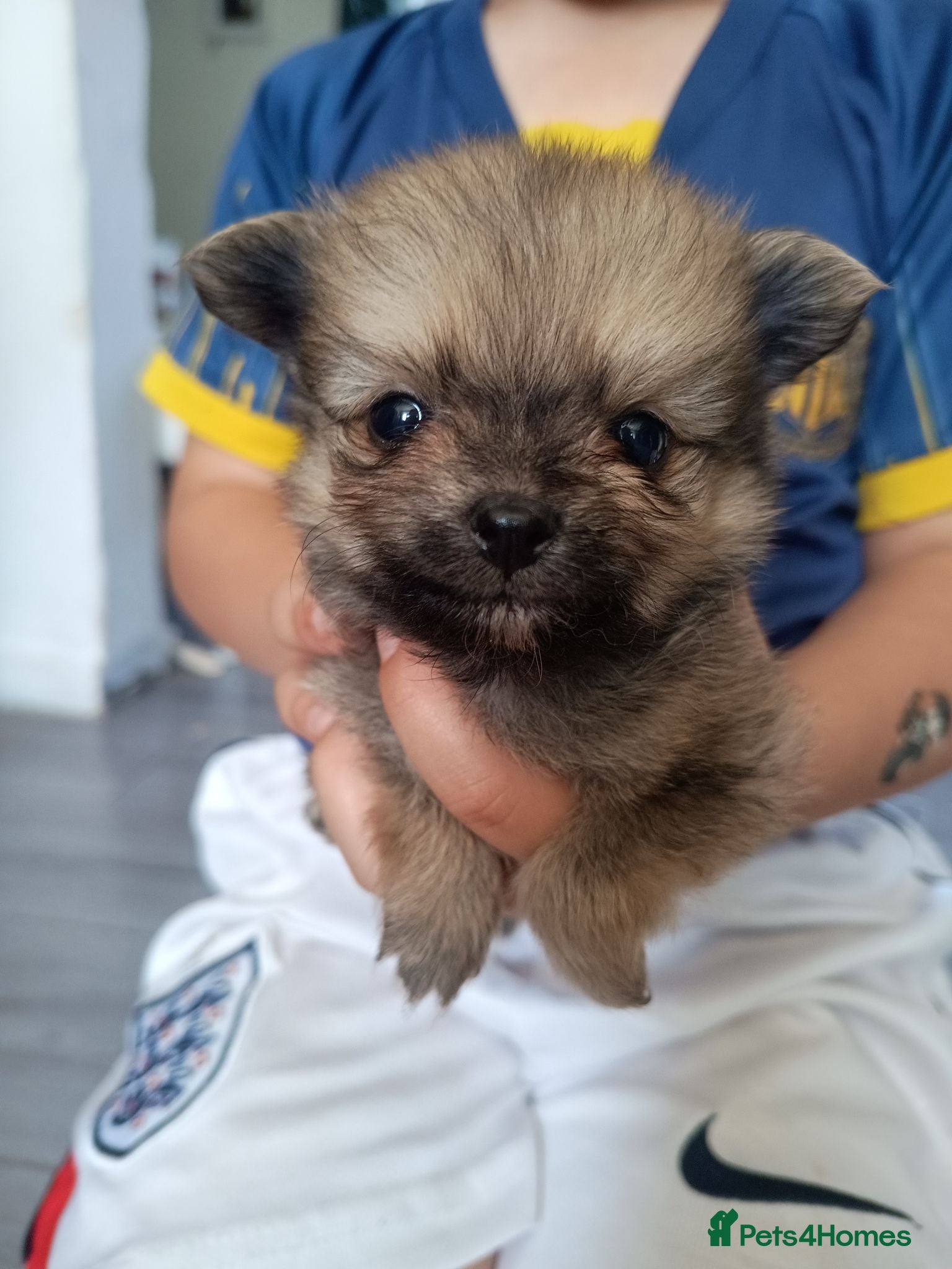 Pomeranian dogs Pomeranian puppies  - Advert 1