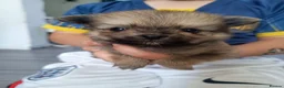 Pomeranian dogs for sale: Pomeranian puppies  - Advert 1