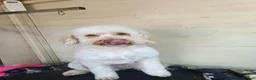 Cockapoo dogs for sale: 7 Stunning Cockapoo Puppies Seeking Loving Home's  - Advert 12