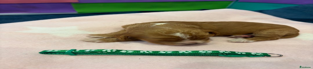 Puppy 3 - Green Collar