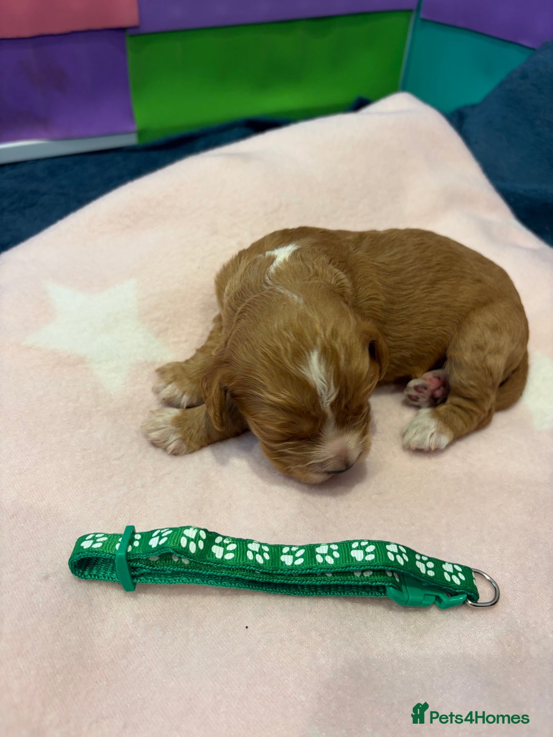 Cocker Spaniel dogs for sale: KC Registered Cocker Spaniel Puppies  - Image 2