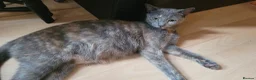 Mixed Breed cats for sale: Five Gorgeous Kittens Available! - Advert 5