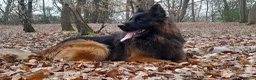 German Shepherd dogs for sale: German Shepherd looking for a loving forever home - Advert 5
