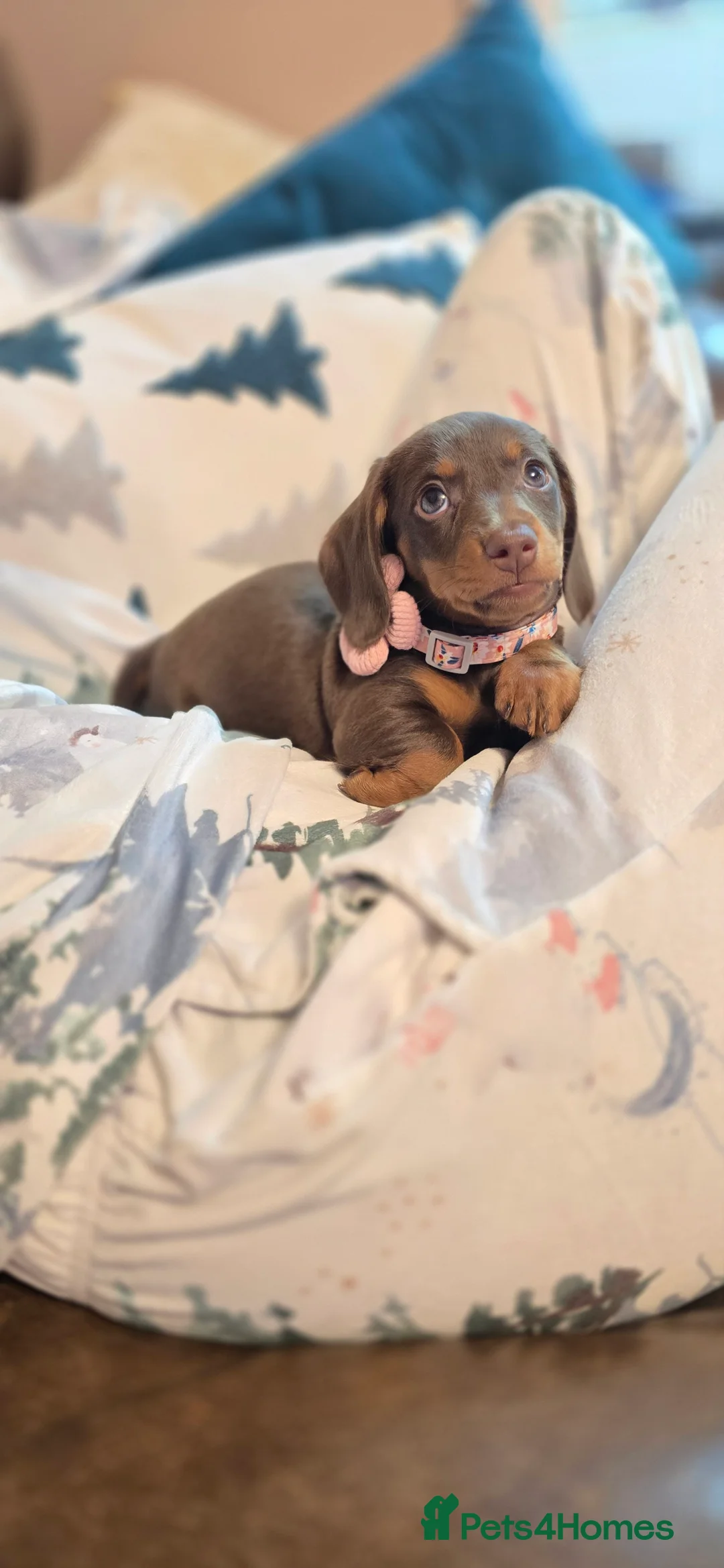 Miniature Dachshund dogs for sale: KC registered miniature Dachshund 🐶  - Advert 33
