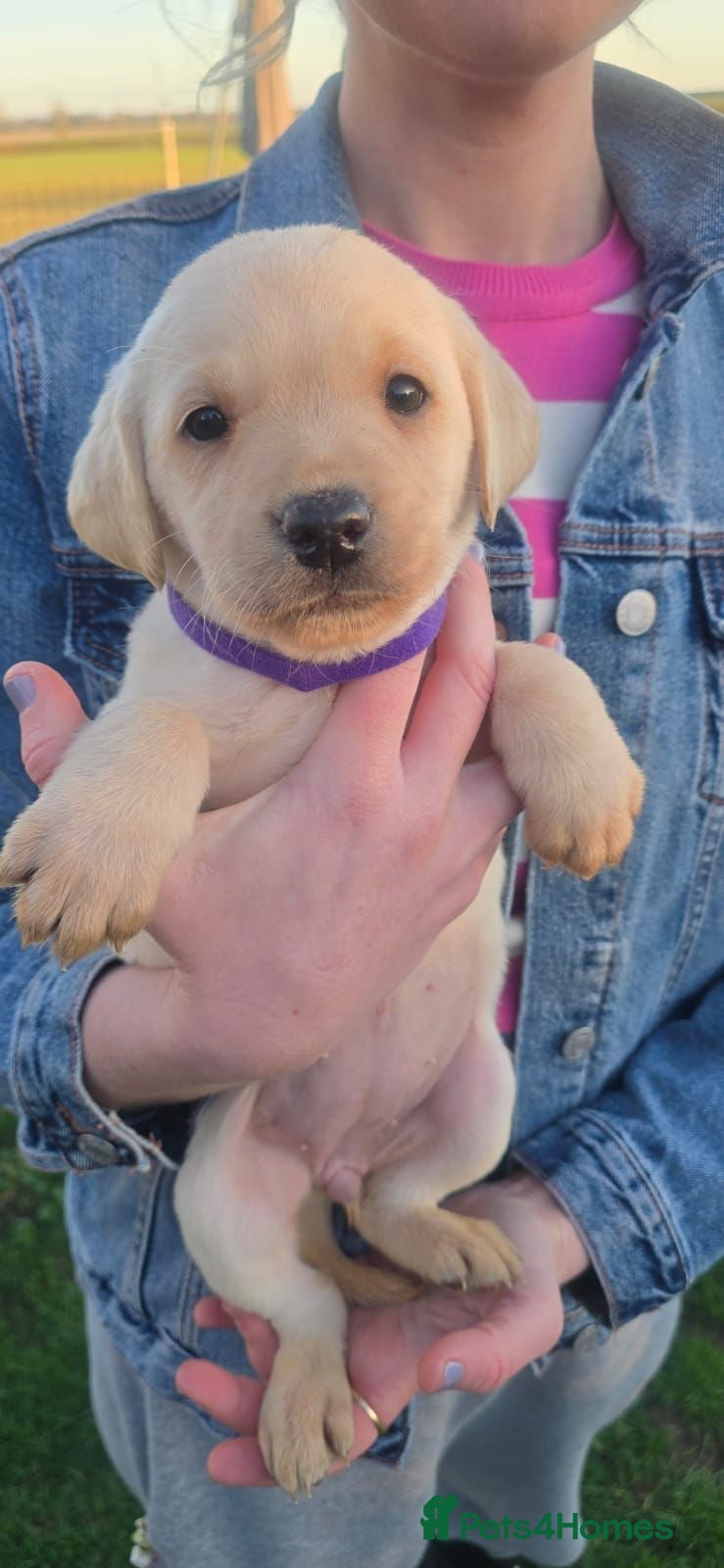 Labrador Retriever dogs READY NOW- Golden/White Labrador Puppies - Advert 5