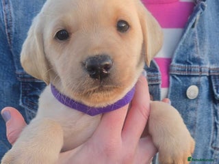 Labrador Retriever dogs Golden/White Labrador Puppies - Advert 13