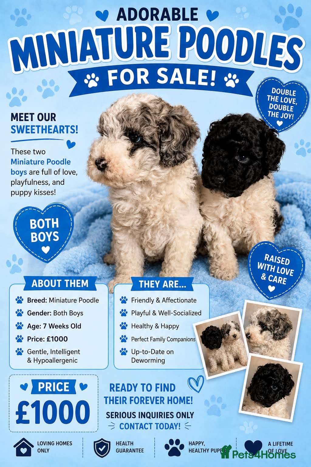 Miniature Poodle dogs Two beautiful boy miniature poodles - Advert 1