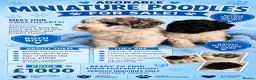 Miniature Poodle dogs for sale: Two beautiful boy miniature poodles - Advert 1