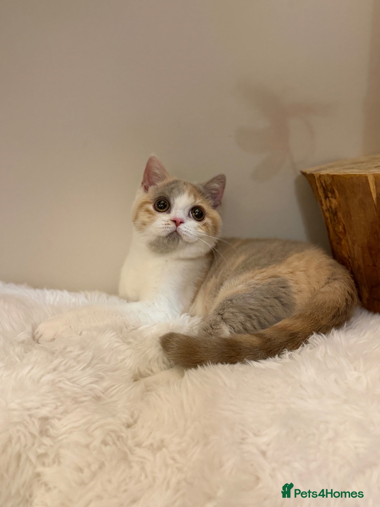 British Shorthair cats READY NOW - REGISTERED FULL PEDIGREE BSH FROM £750 - Advert 2