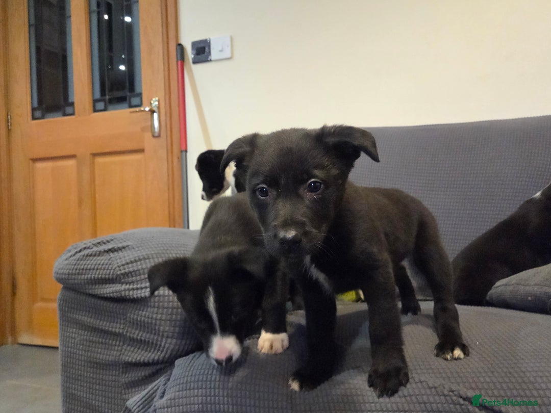 Australian Kelpie dogs for sale: Kelpie x pups - Advert 10
