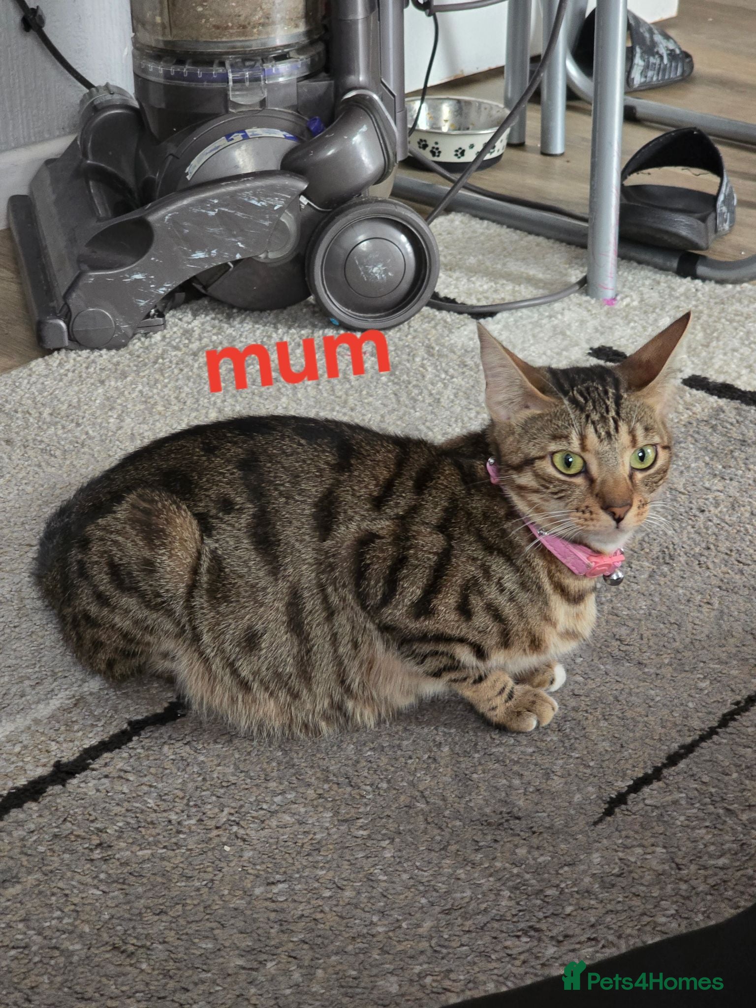 Bengal cats Beautiful Bengal X Kittens - Advert 17