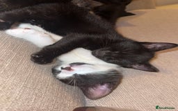 British Shorthair cats for sale: Urgent Sale of Gorgeous Kittens - Image 4