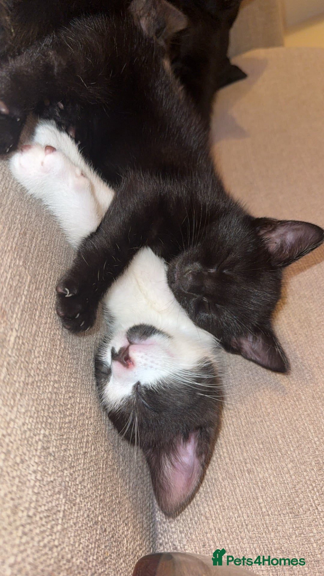 British Shorthair cats for sale: Urgent Sale of Gorgeous Kittens - Image 4