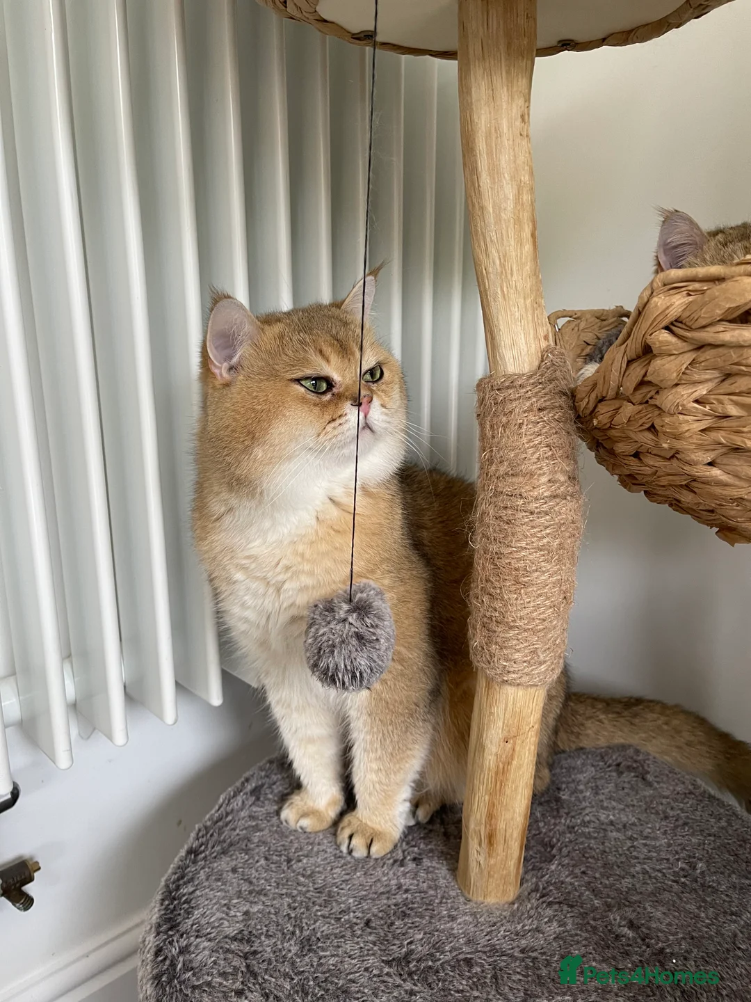 Scottish Fold cats for stud: NY11 GOLDEN CHINCHILLA SCOTTISH FOLD MALE FOR STUD - Advert 3