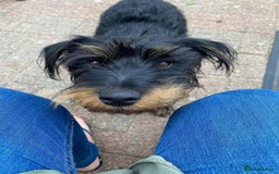 Mixed Breed dogs for adoption: Sally - Norwich Norfolk  - Image 1