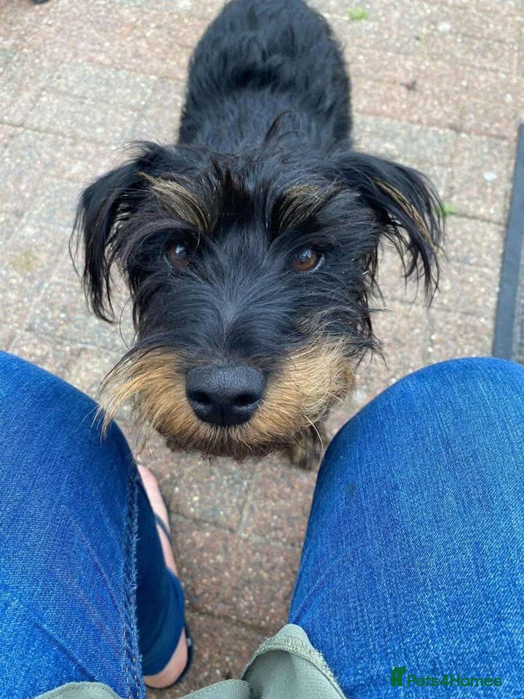 Mixed Breed dogs for adoption: Sally - Norwich Norfolk  - Image 1