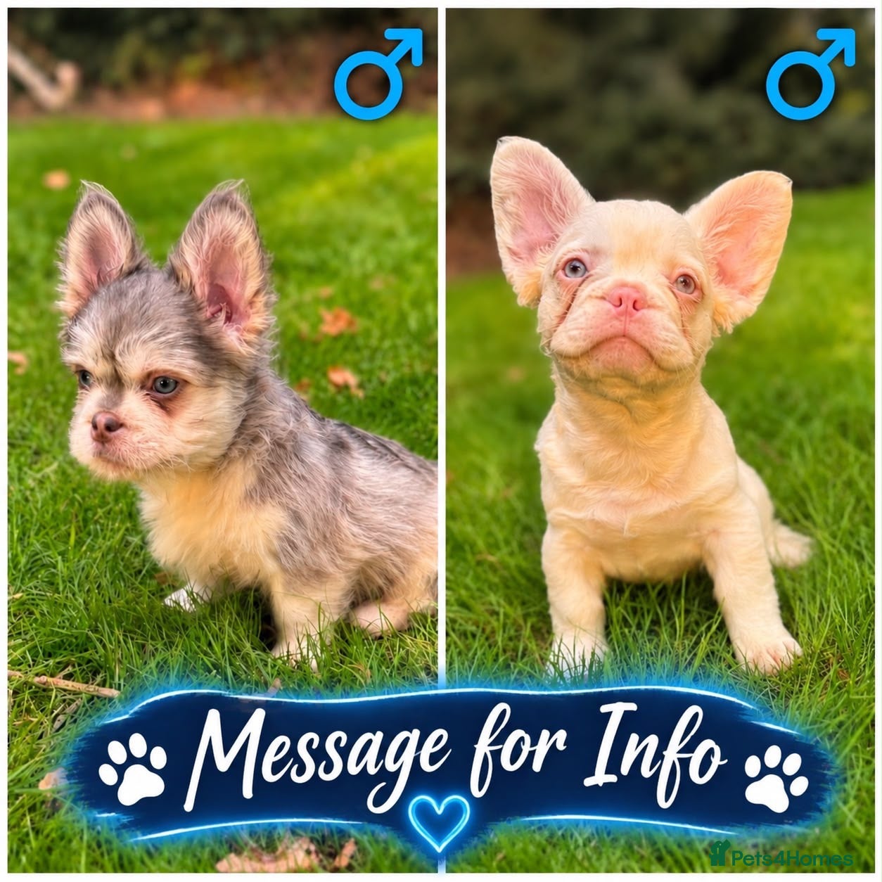 French Bulldog dogs for sale: French Bulldog Floodle/Fluffy/Pink - Advert 1