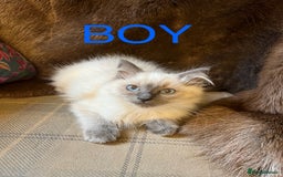 Ragdoll cats for sale: Beautiful ragdoll kittens ready now  - Image 10
