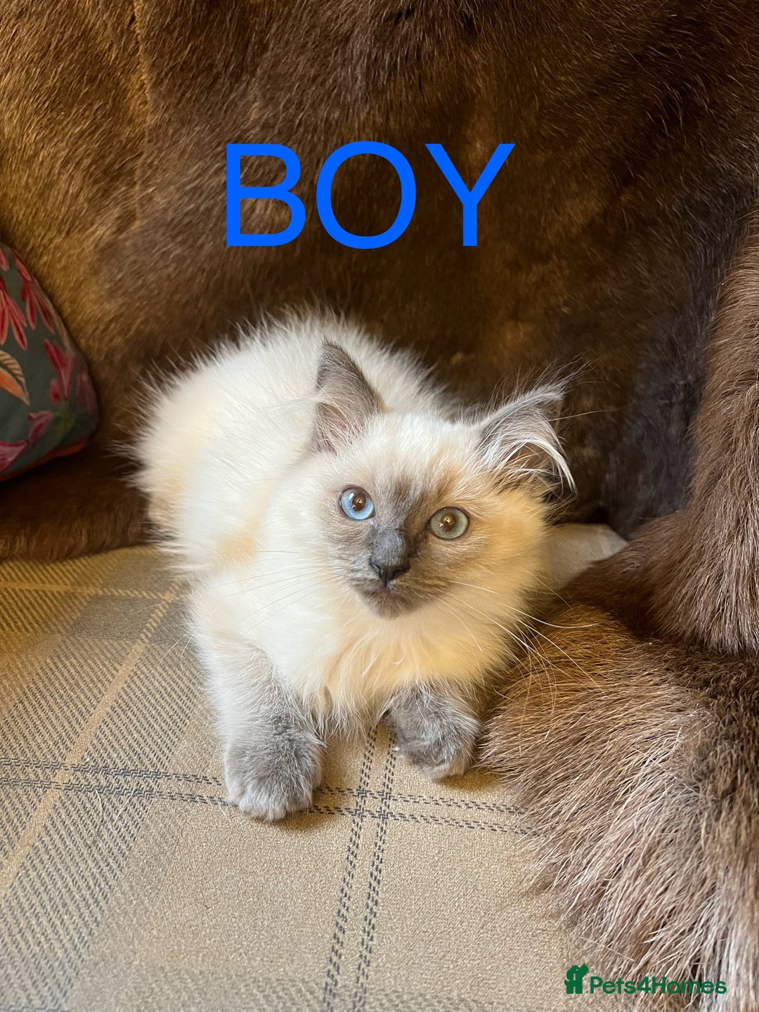 Ragdoll cats for sale: Beautiful ragdoll kittens ready now  - Image 10