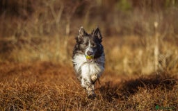 Border Collie dogs for stud: ISDS & KC hip scored, DNA tested lilac carrier in Stockport - Image 7