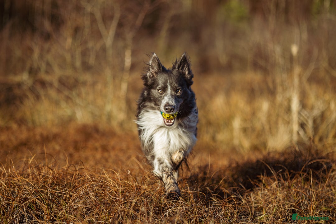 Border Collie dogs for stud: ISDS & KC hip scored, DNA tested lilac carrier in Stockport - Image 7