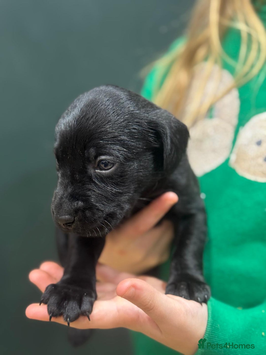 Labrador Retriever dogs for sale: Labrador Puppies  - Advert 8