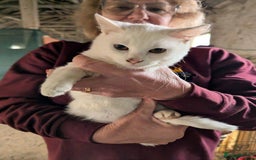 Mixed Breed cats for adoption: Banana for adoption - Advert 3