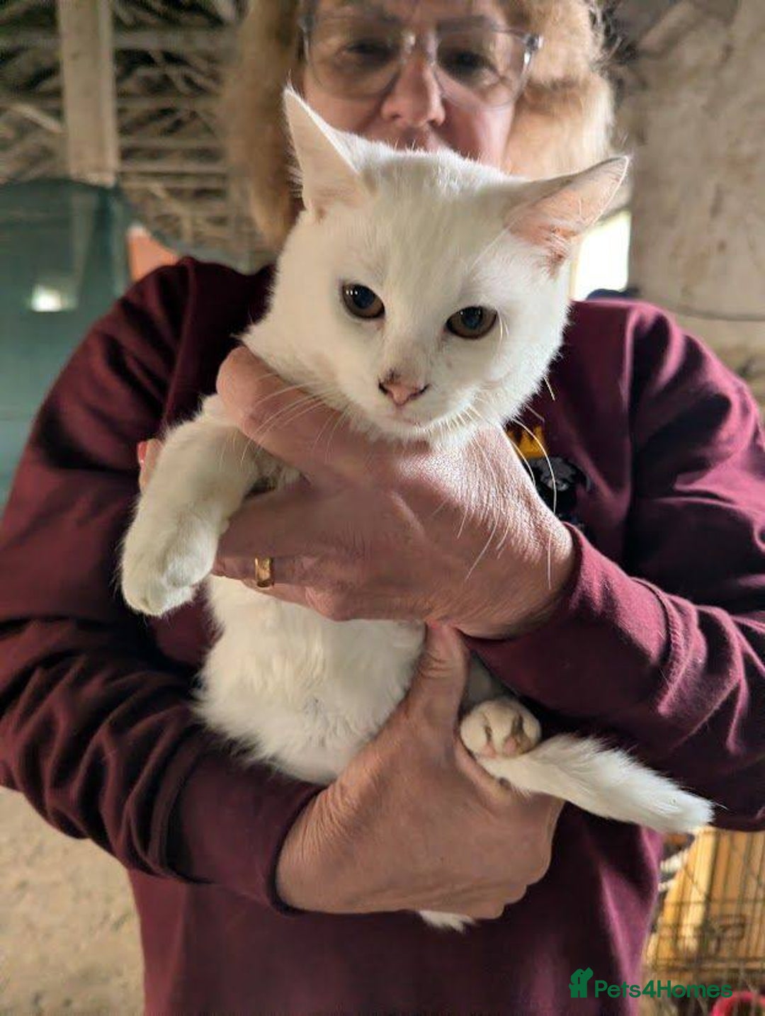 Mixed Breed cats for adoption: Banana for adoption - Advert 3