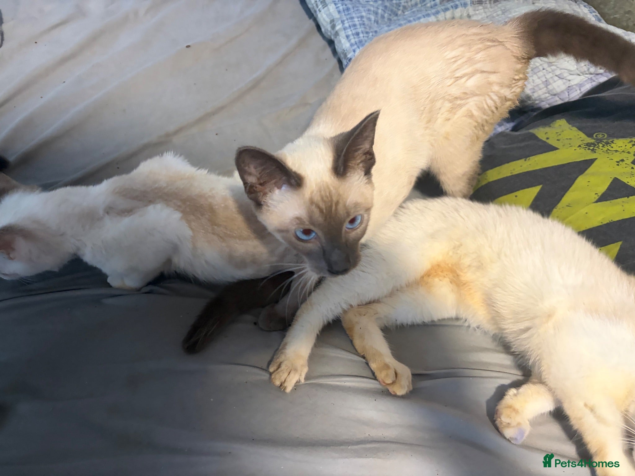 Siamese cats Beautiful Siamese kittens - Advert 2