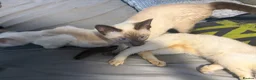 Siamese cats for sale: Beautiful Siamese kittens - Advert 4
