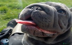 French Bulldog dogs for stud:  Elite Micro  Blue Frenchie Stud - Image 24