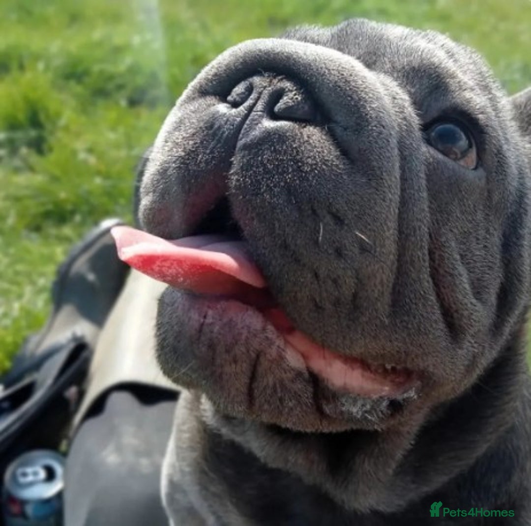 French Bulldog dogs for stud:  Elite Micro  Blue Frenchie Stud - Image 24