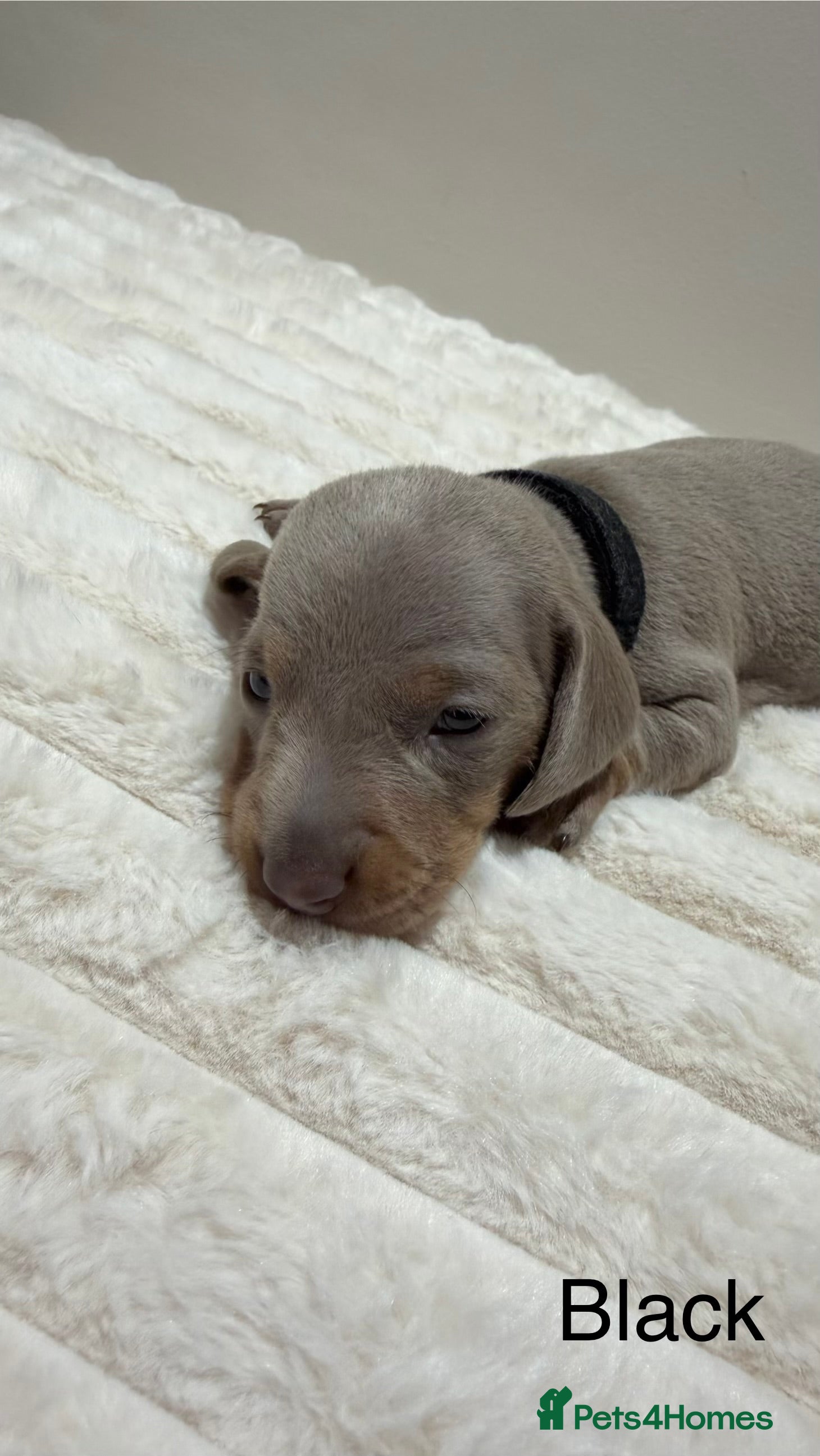 Miniature Dachshund dogs for sale: 🐾 Miniature Dachshund Puppies For Sale 🐾  - Advert 13