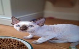 Devon Rex cats for sale: 🐱the boy ready for a change of home!!!  - Image 4