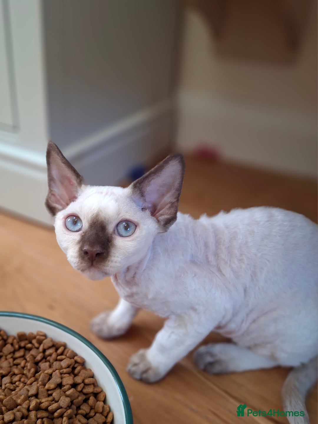 Devon Rex cats for sale: 🐱the boy ready for a change of home!!!  - Image 4